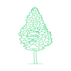 Plants Cypresses Baker Cypress Tracing Svg Vector, Free Vectors File